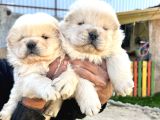 Chow Chow A Kalite Yavrular