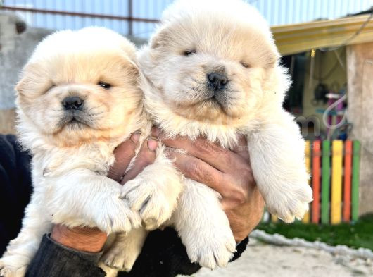 Chow Chow A Kalite Yavrular görsel