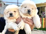 Chow Chow A Kalite Yavrular
