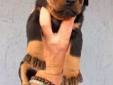 YAVRU DOBERMAN YAVRULAR SAĞLIK VE IRK GARANTİLİ