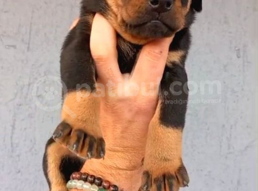 Yavru Doberman Yavrular Sağlik Ve Irk Garanti̇li̇