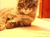 kayıtlı full secereli aşıları tamam safkan Maine Coon