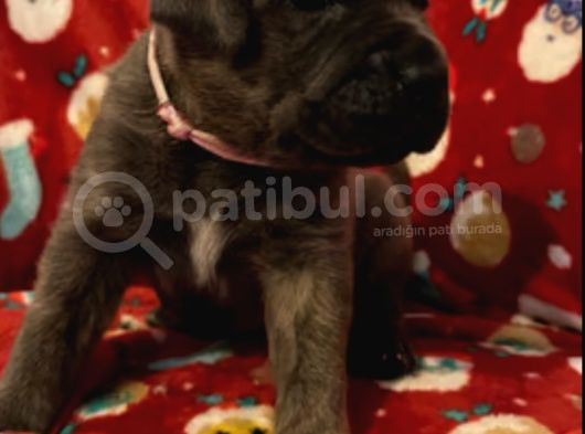 Dev Yavrular Siyah Ve Blue