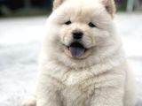 MOR DİL CHOW CHOW YAVRULARI
