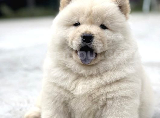 Mor Di̇l Chow Chow Yavrulari