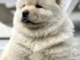 Mor Di̇l Chow Chow Yavrulari