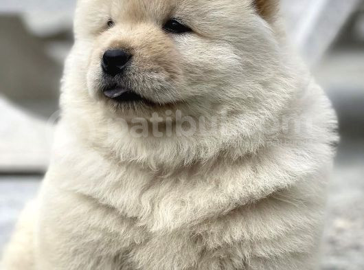 Mor Di̇l Chow Chow Yavrulari görsel