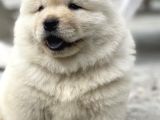 Mor Di̇l Chow Chow Yavrulari