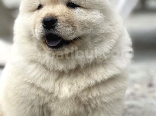 Mor Di̇l Chow Chow Yavrulari görsel