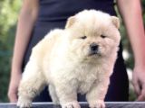 ORİJİNAL CHOW CHOW YAVRULARI