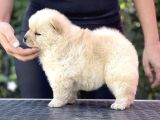Ori̇ji̇nal Chow Chow Yavrulari