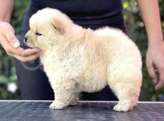 Ori̇ji̇nal Chow Chow Yavrulari görsel