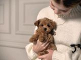 IRK GARANTİLİ MALTİPOO YAVRULARI