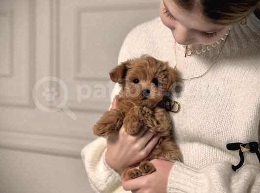 Irk Garanti̇li̇ Malti̇poo Yavrulari