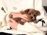 Irk Garanti̇li̇ Malti̇poo Yavrulari