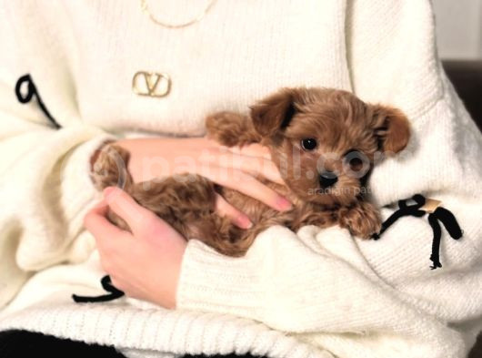Irk Garanti̇li̇ Malti̇poo Yavrulari görsel