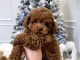 Safkan Bebeği̇mi̇z Toy Poodle