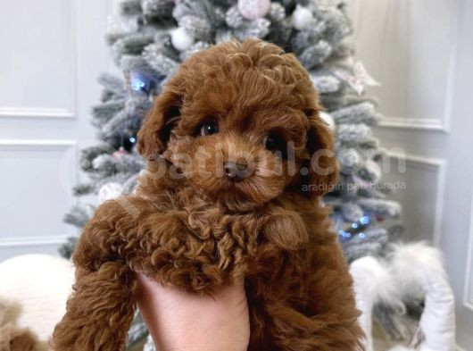 Safkan Bebeği̇mi̇z Toy Poodle görsel