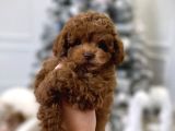 SAFKAN BEBEĞİMİZ TOY POODLE