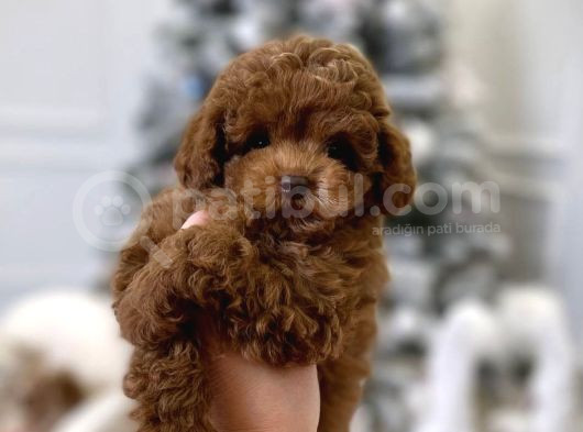 Safkan Bebeği̇mi̇z Toy Poodle