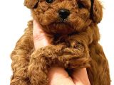 EVİNİZİN YENİ BEBEĞİ TOY POODLE