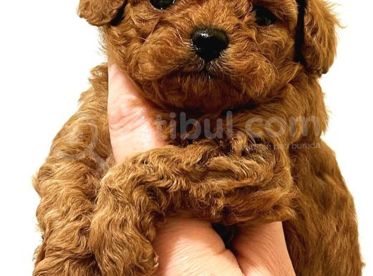Evi̇ni̇zi̇n Yeni̇ Bebeği̇ Toy Poodle