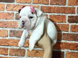 Sağlık ve ırk garantili ingiliz bulldog yavrularımız