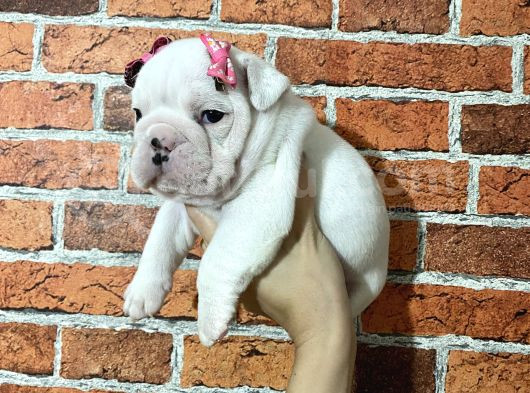 Sağlık Ve Irk Garantili Ingiliz Bulldog Yavrularımız
