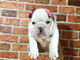 Sağlık Ve Irk Garantili Ingiliz Bulldog Yavrularımız