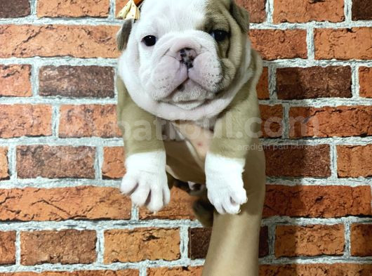 Sağlık Ve Irk Garantili Ingiliz Bulldog Yavrularımız görsel