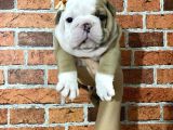 Sağlık Ve Irk Garantili Ingiliz Bulldog Yavrularımız