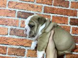 Sağlık Ve Irk Garantili Ingiliz Bulldog Yavrularımız