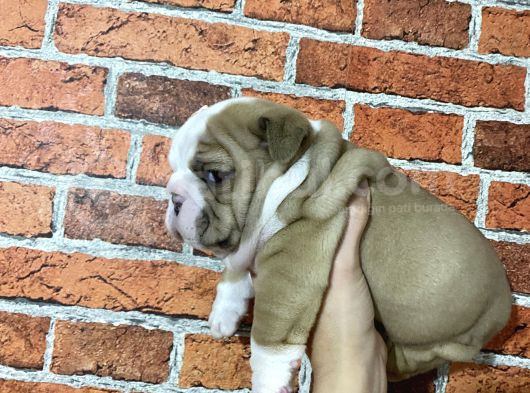 Sağlık Ve Irk Garantili Ingiliz Bulldog Yavrularımız görsel