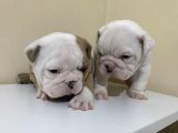 Sağlık Ve Irk Garantili Ingiliz Bulldog Yavrularımız