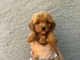 TEACUP 2 KG GARANTİSİ ALTINDA KIRMIZI RED TOOY POODLE