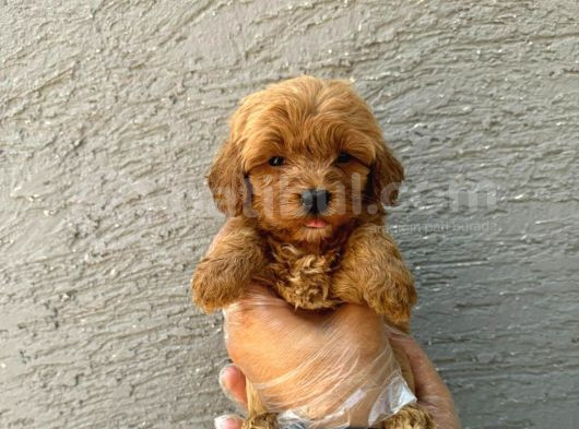 Teacup 2 Kg Garanti̇si̇ Altinda Kirmizi Red Tooy Poodle