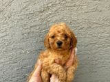 Red Braw Kıpkırmızı Ev Üretimi Tooy Poodle