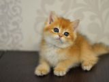 Bal Gibi Ny11 Golden British Shorthair