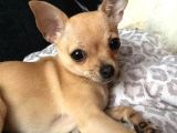 Teacup Kahverengi Chihuahua Minik Yavrular