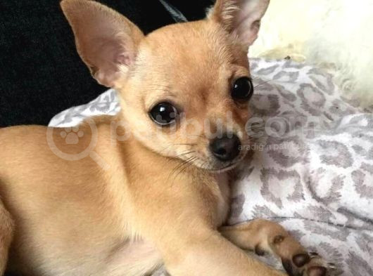 Teacup Kahverengi Chihuahua Minik Yavrular görsel