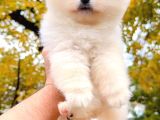 Ayı Surat Biblo Pomeranian Boo Yavrularımız