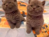 Biblo Orjinal Safkan British Shorthair Bebekler