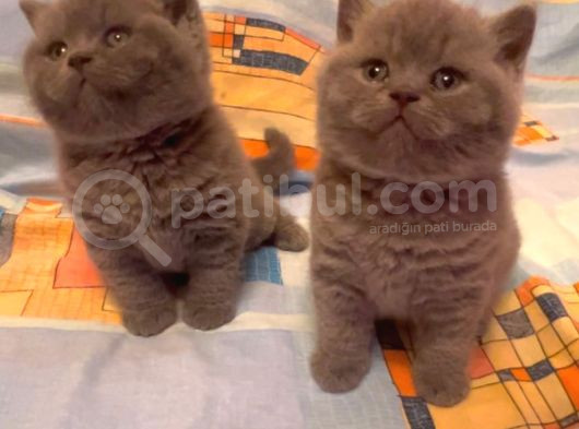 Biblo Orjinal Safkan British Shorthair Bebekler