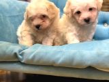 Orjinal Puppy Maltesse Terrier