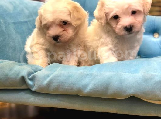 Orjinal Puppy Maltesse Terrier
