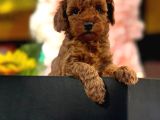 Toy Poodle yavrularımız