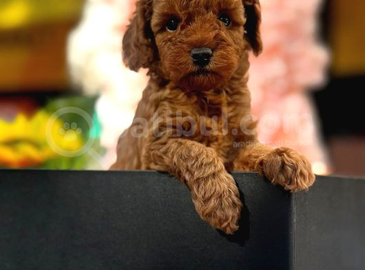 Toy Poodle Yavrularımız