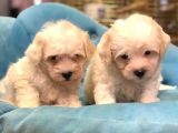 Orjinal Puppy Maltesse Terrier