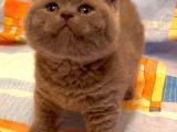 Biblo Orjinal Safkan British Shorthair Bebekler