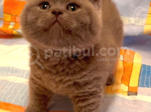 Biblo Orjinal Safkan British Shorthair Bebekler görsel